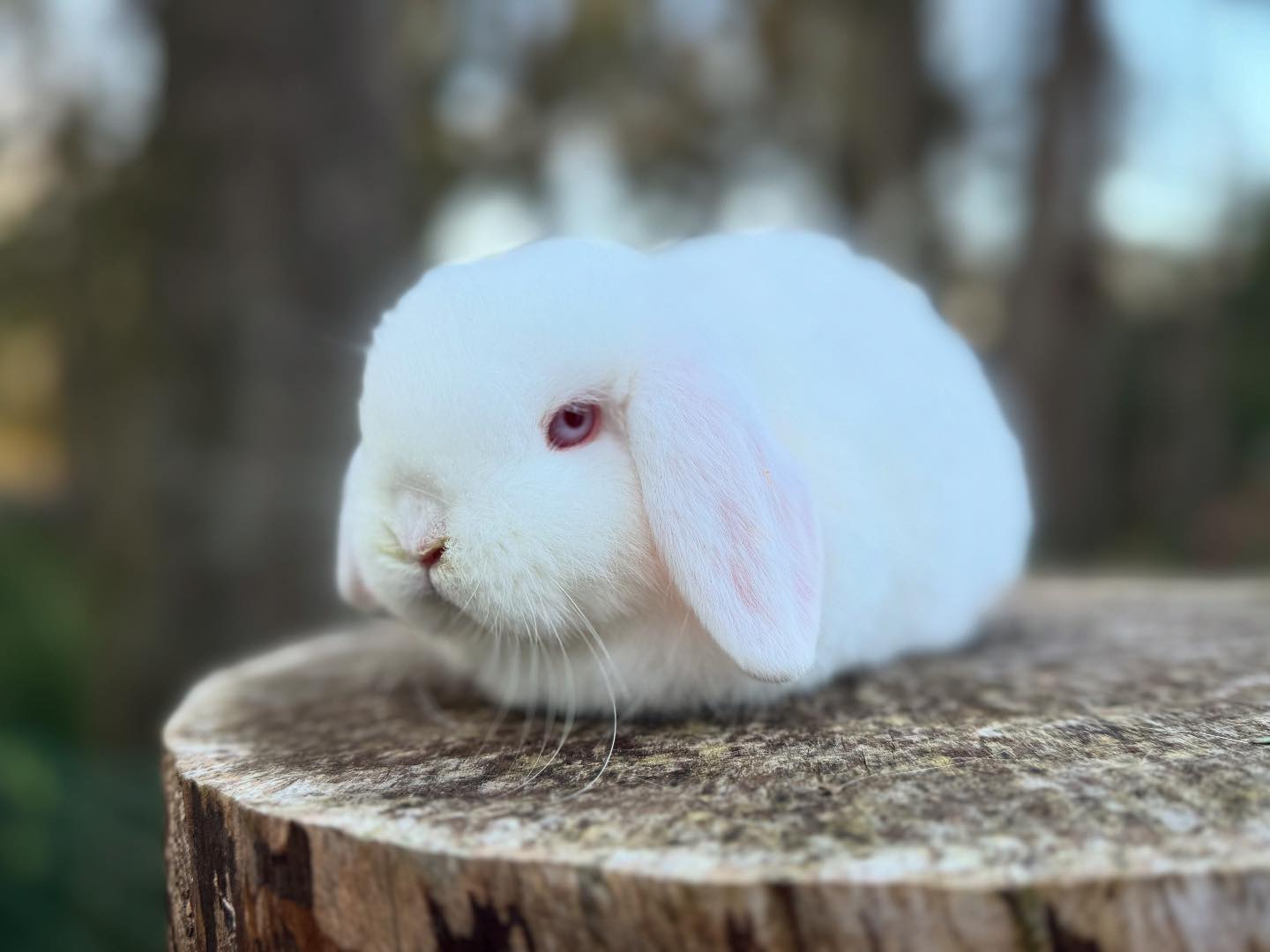 Willow Lop Rabbitry | Albany OR