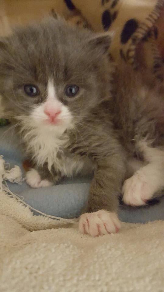 11 Years Ago Today... The... - Pepino the CH Kitten | Facebook