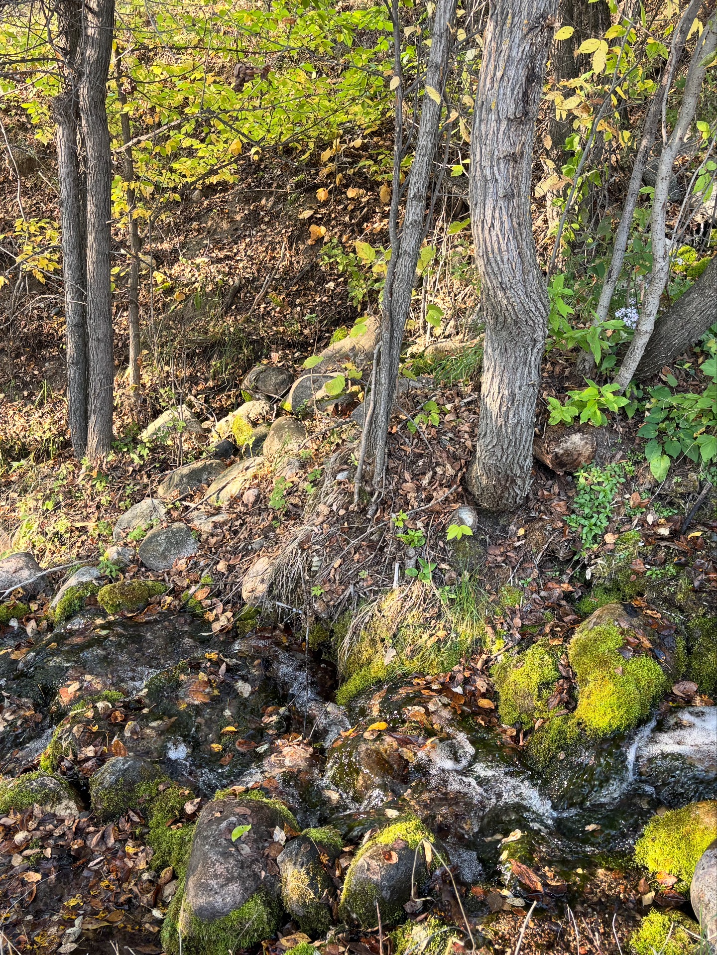 Valley Springs Campground