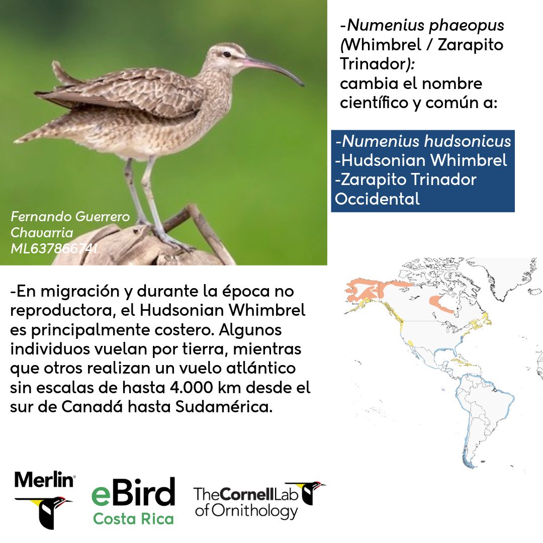 Mesa - ¿Conoces las aves únicas de Costa Rica y de la región de América ...