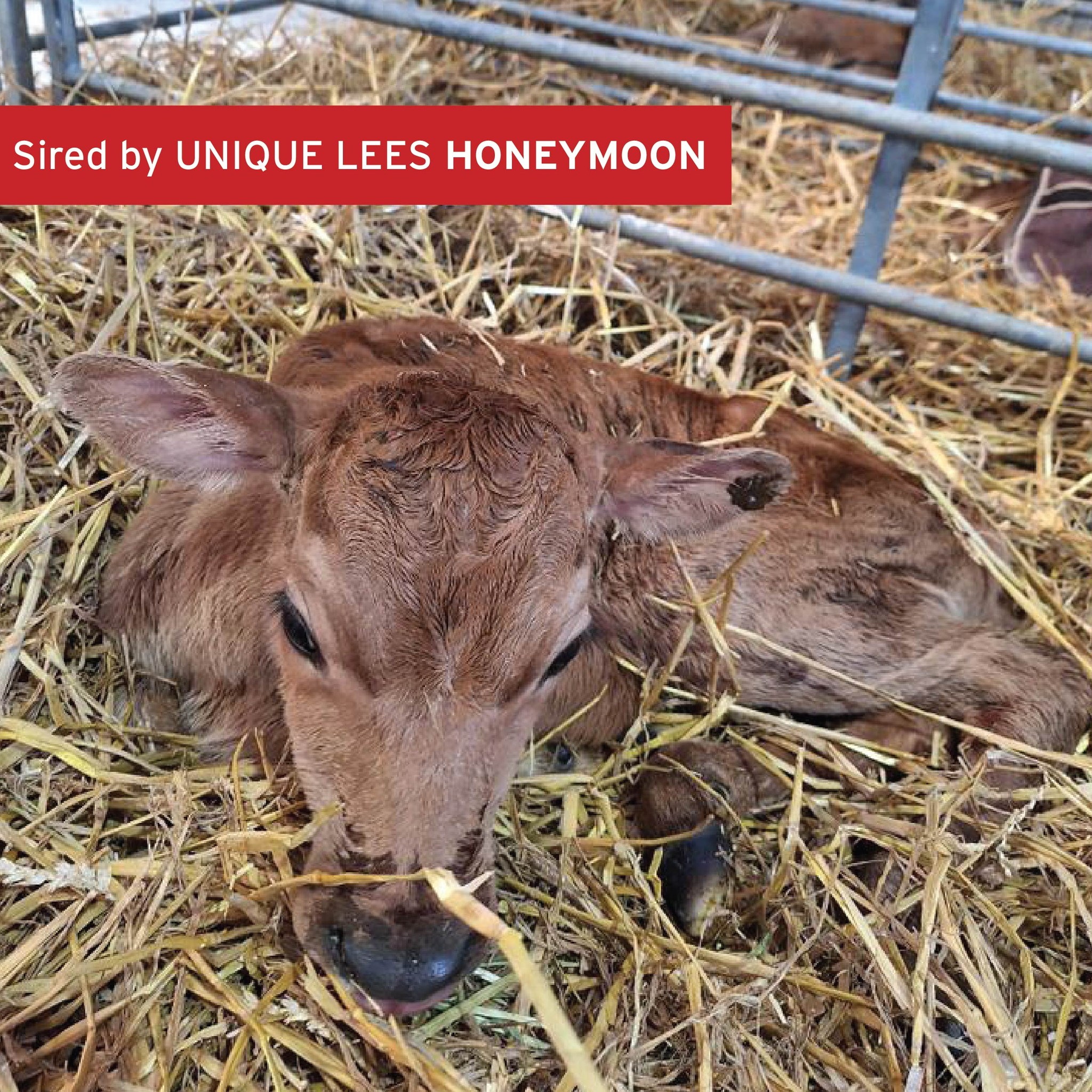 Semex - Thank you to J & E Dickinson for this picture of one of the ...
