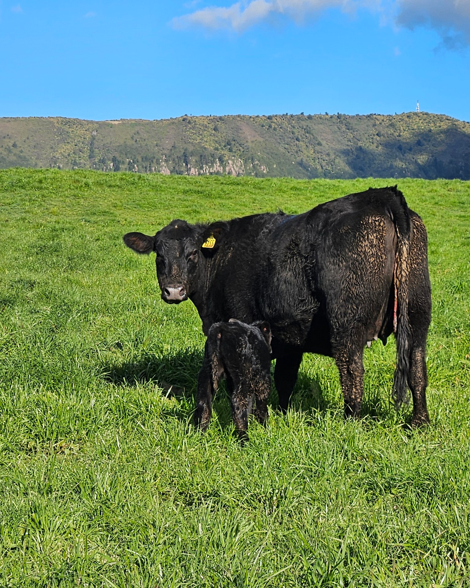AngusPure Farmers &... - AngusPure Farmers & Producers