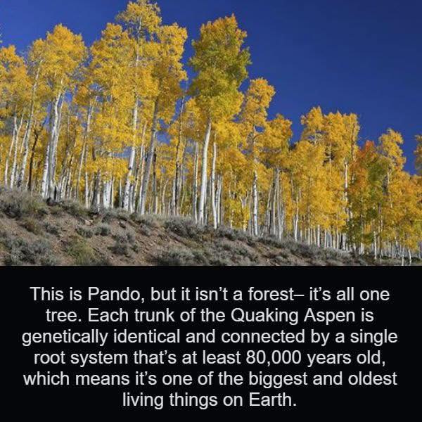 Gladski - Pando is quite fascinating and is the world’s largest tree by ...
