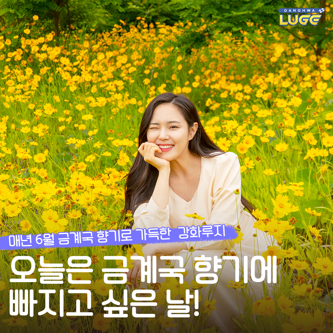 매년 6월, 🌼금계국 향기로 가득한 강화루지 오늘은 그냥,,, 아무... - 강화씨사이드리조트 - 강화루지 | Facebook