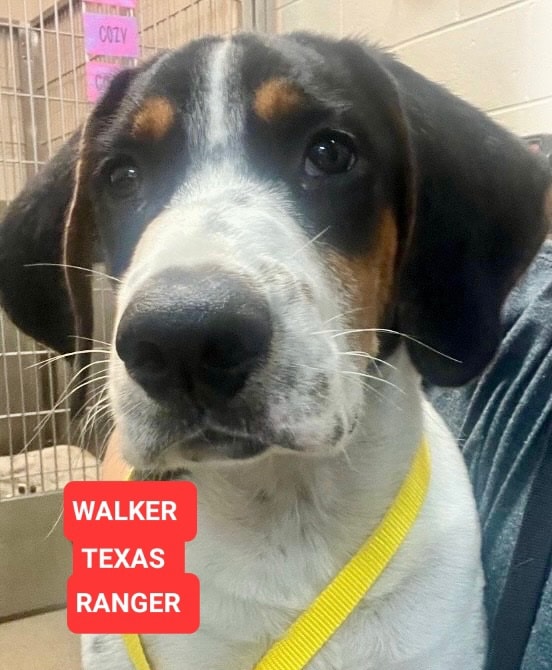Last - 🐕 WALKER TEXAS RANGER, a formal misnomer for a Georgia Peach Pup ...
