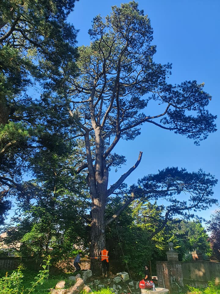B Draper TREE Services - Home | Facebook