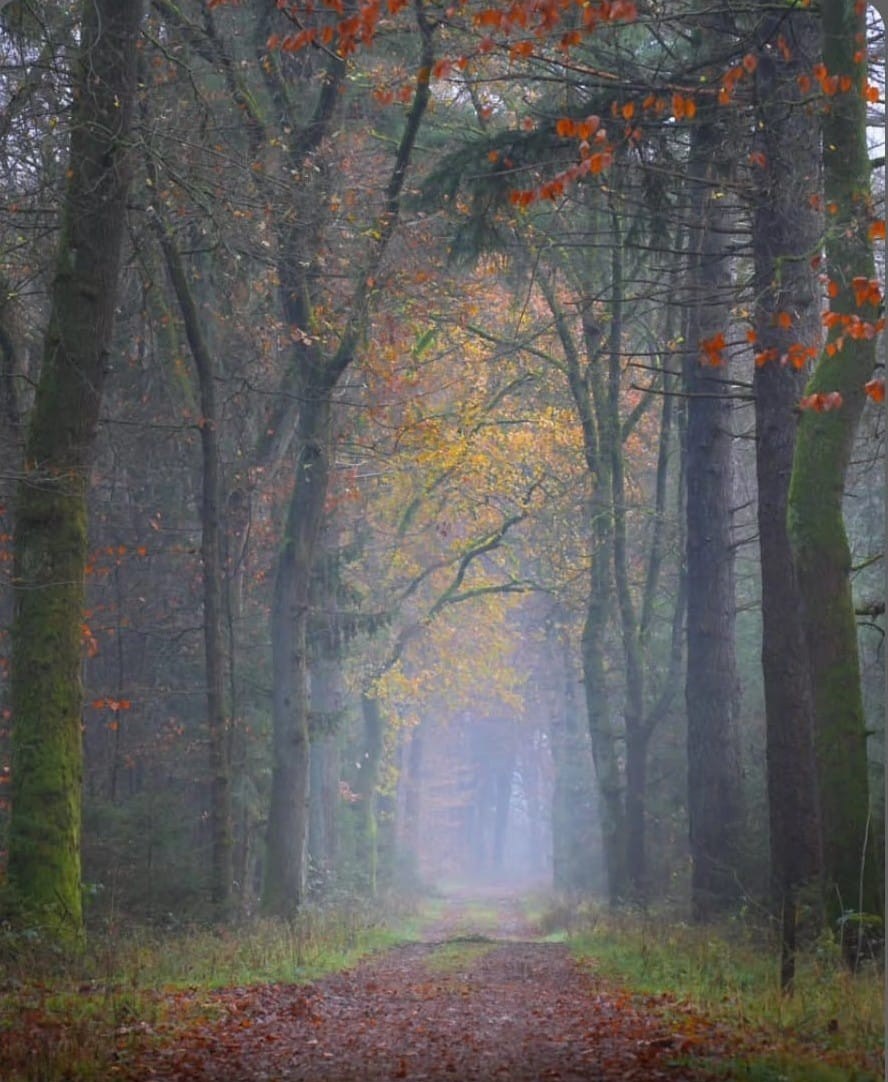 The Garden - Among Autumn’s Colours I love to wander among autumn’s ...