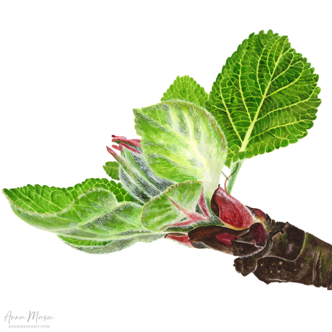 Anna - The trees change so much at this time of year. This one, which I ...