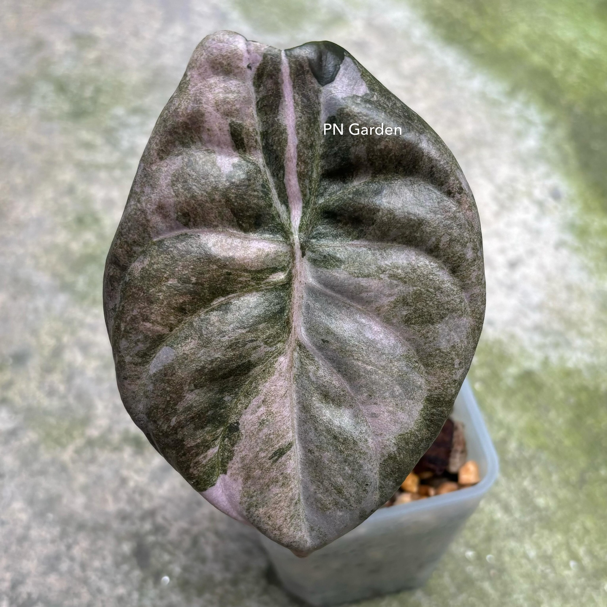Alocasia Cuprea Pink Mint Variegated 🌿 ———————————— For more