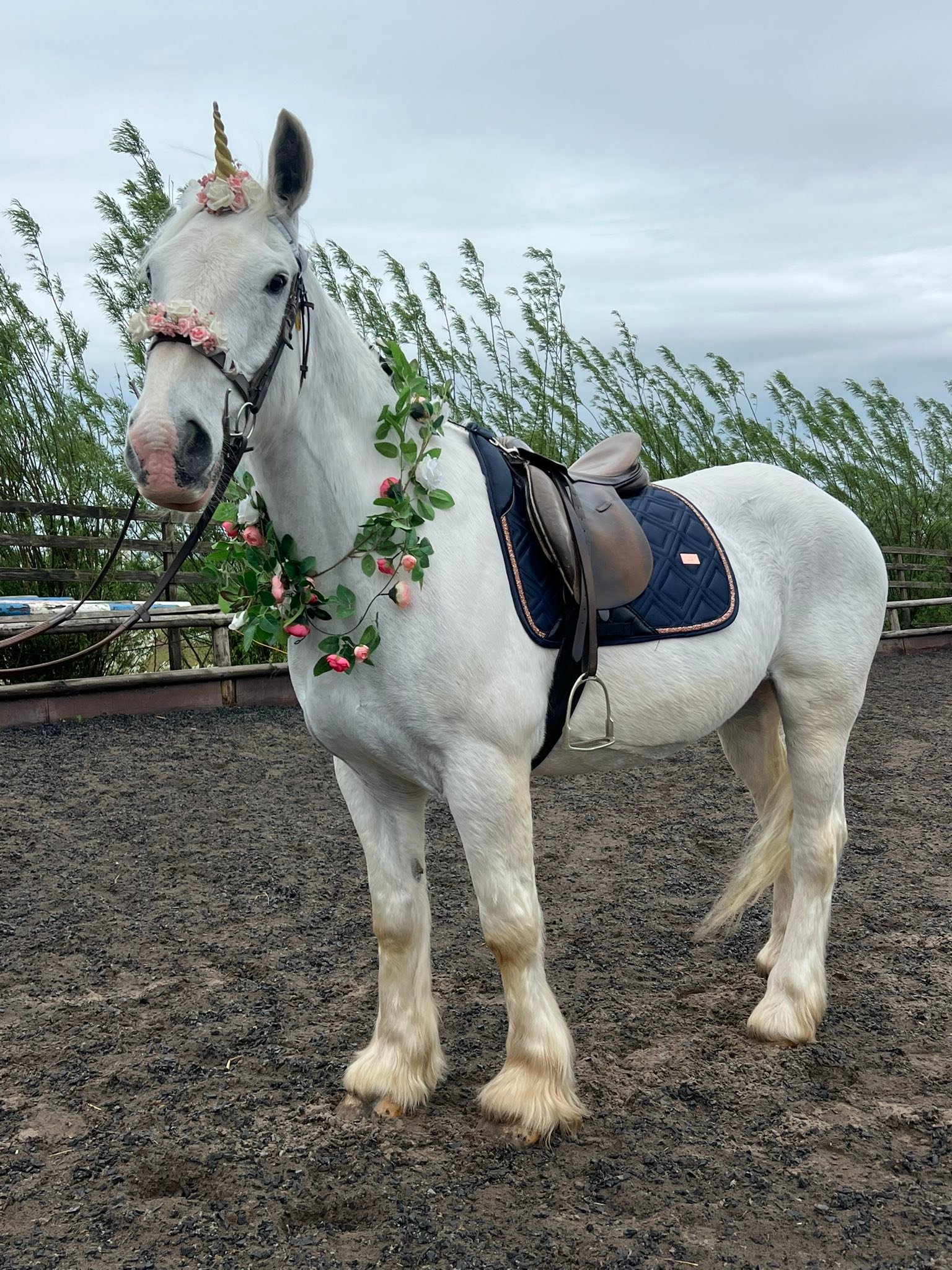 KC Riding School. Supporting Kc horse rescue - 🦄🐴 October Half Term ...