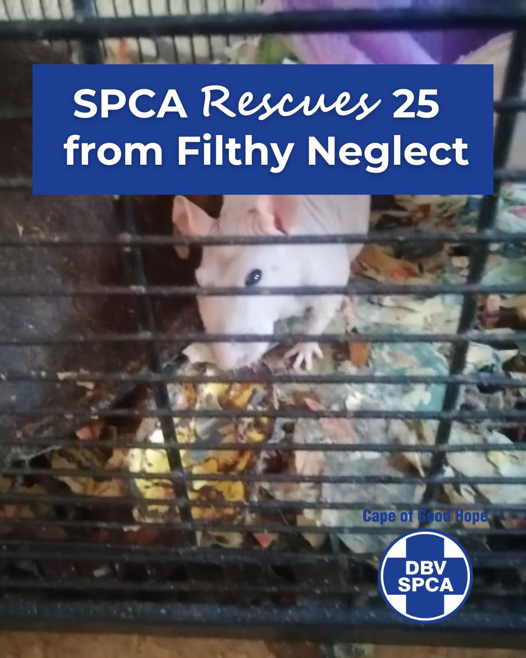 Cape - 🚨 25 Animals Trapped in Filth. Rescued in Time. 🚨 They lived in ...