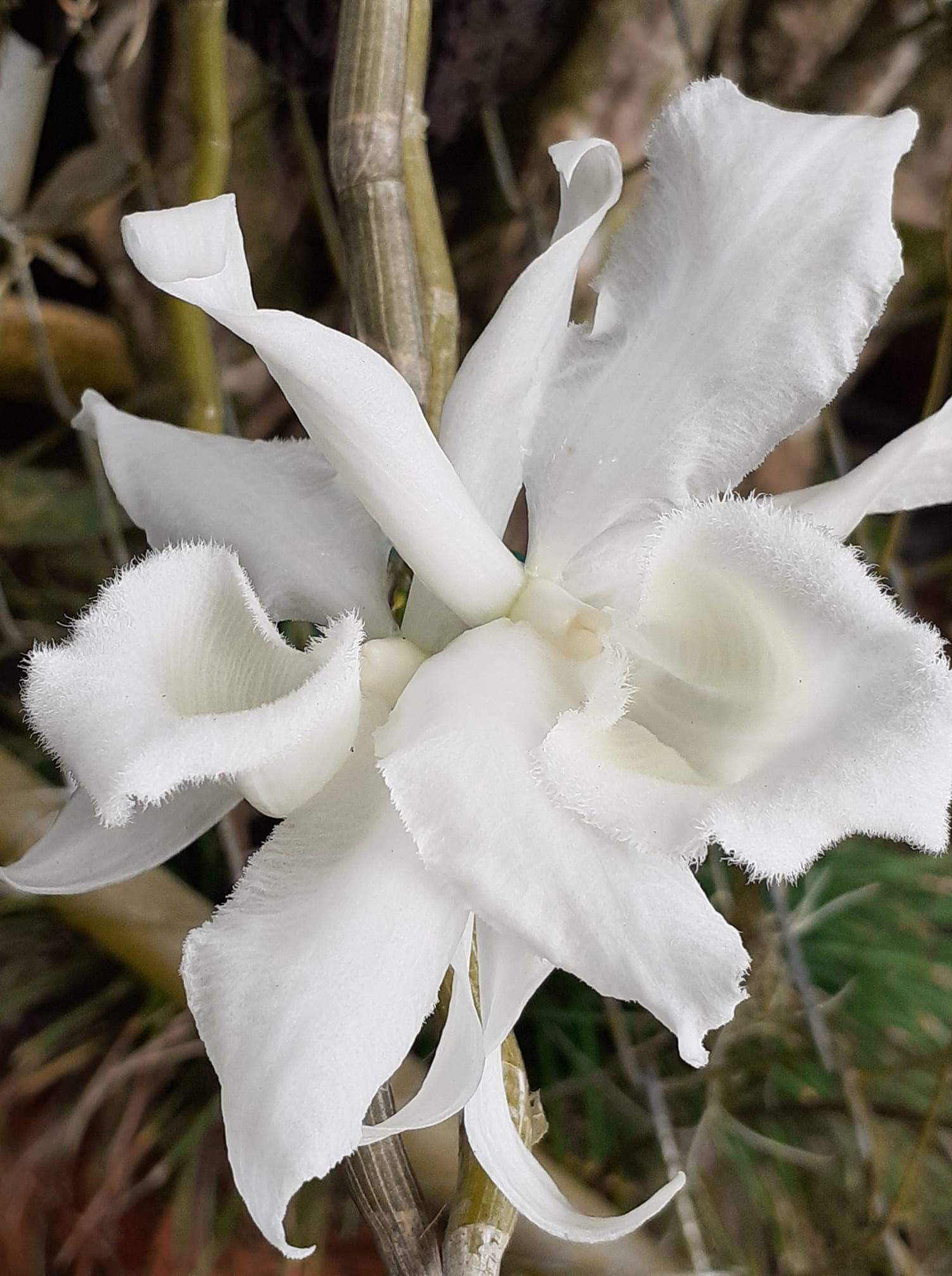 Dendrobium 'SVO 8150' blooms with sweet fragrance