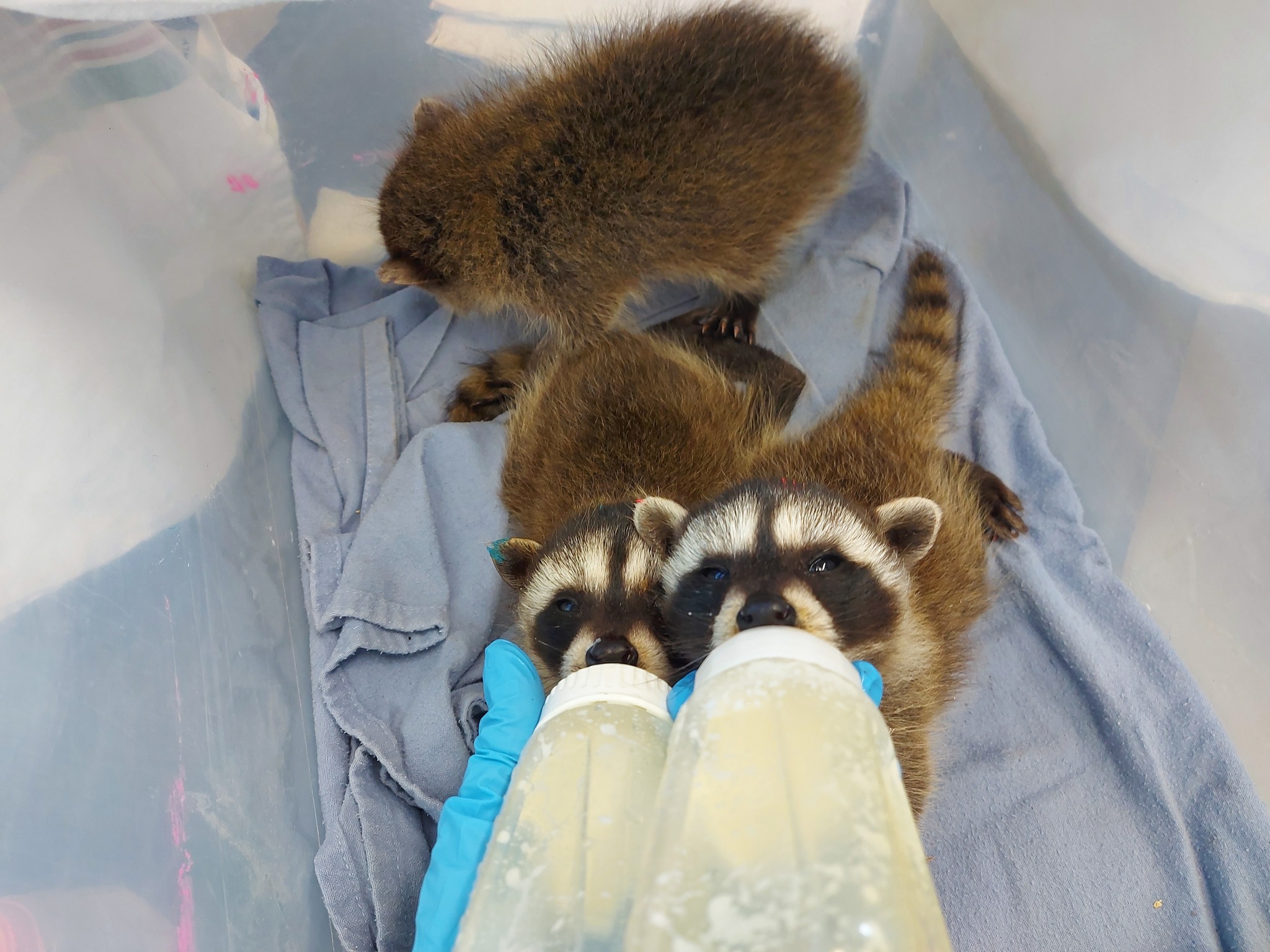 MARS - Happy International Raccoon Appreciation Day to all! Here at ...