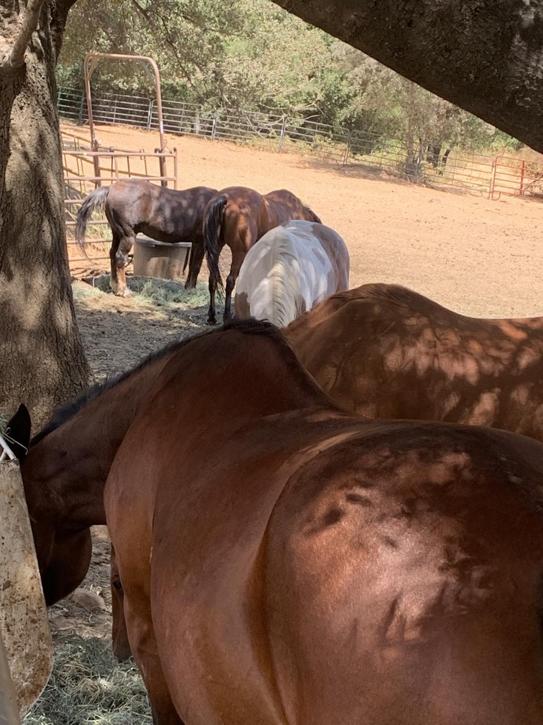 Equine Rescue Center | Sonora CA