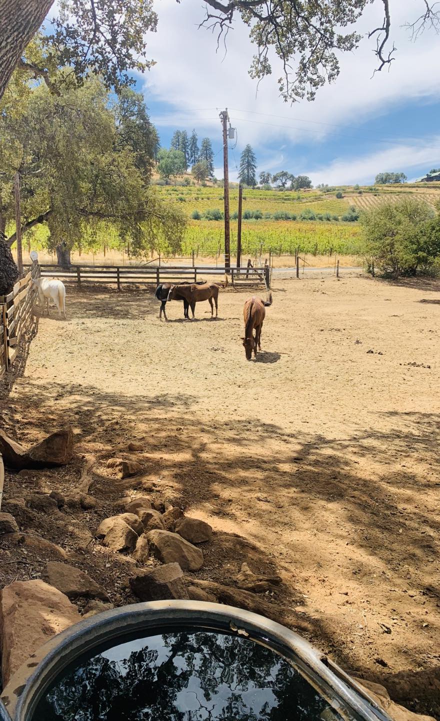 Equine Rescue Center | Sonora CA
