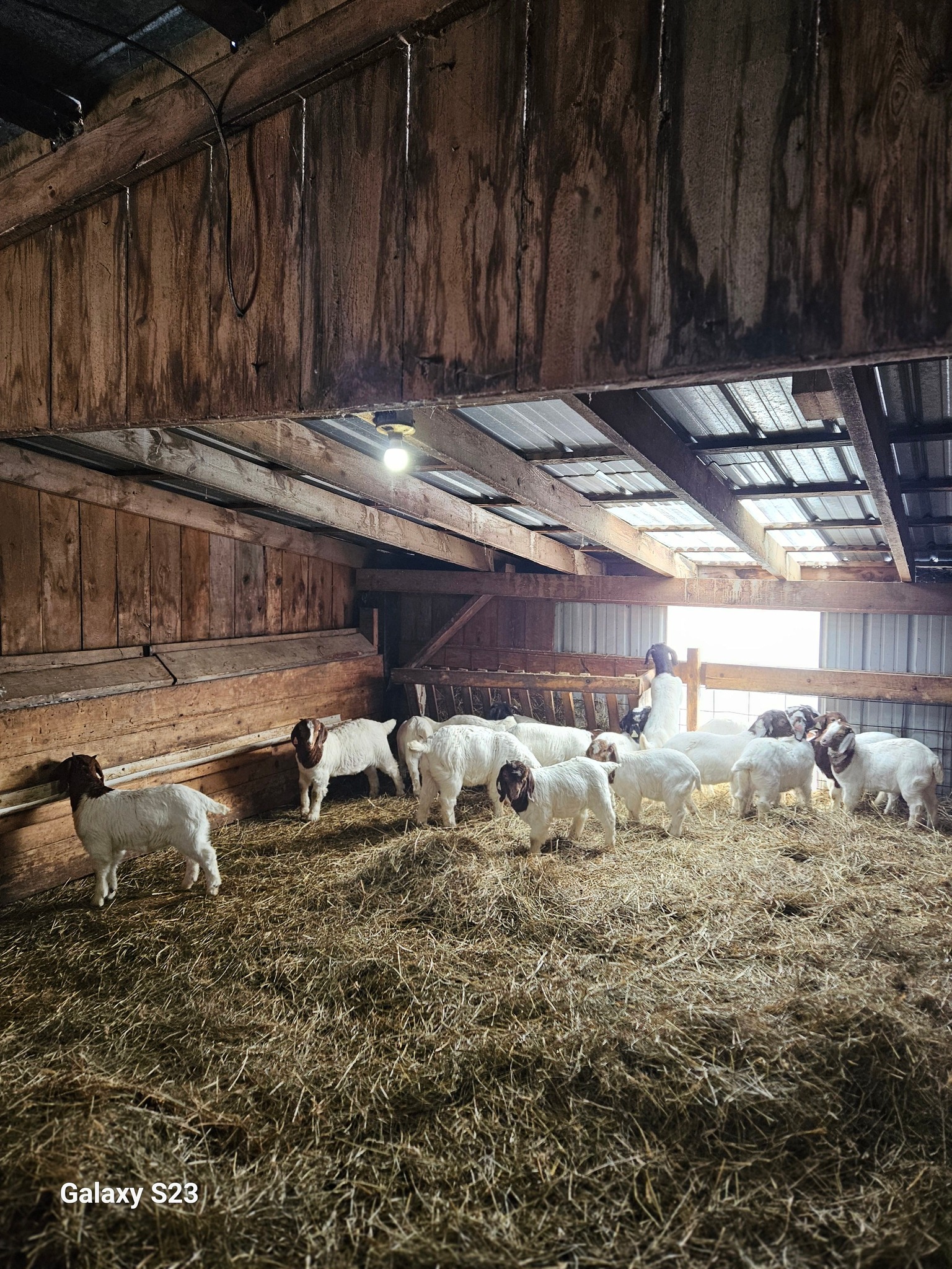 Windy Ridge Farm