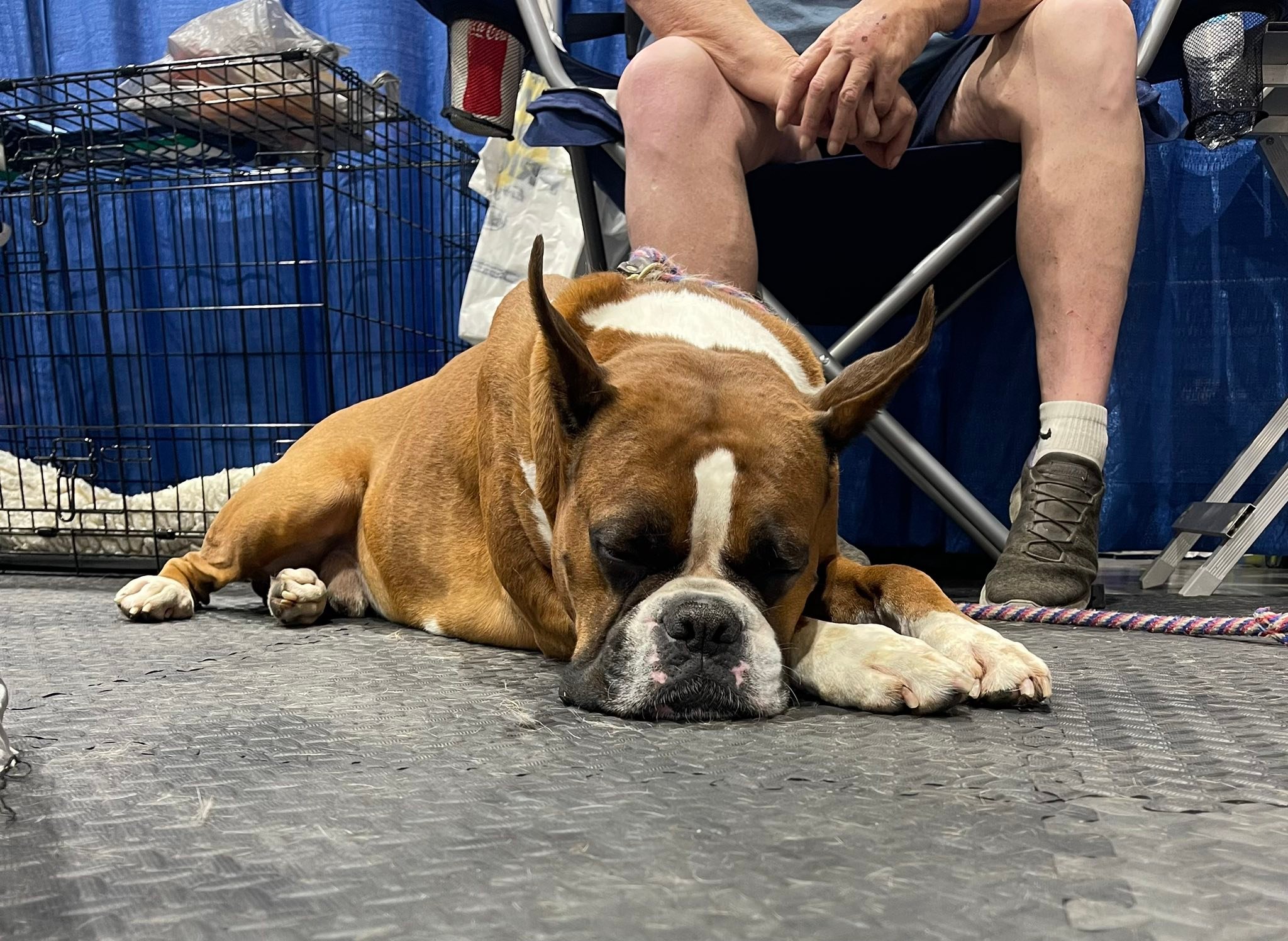 Houston Boxer Rescue | Houston TX