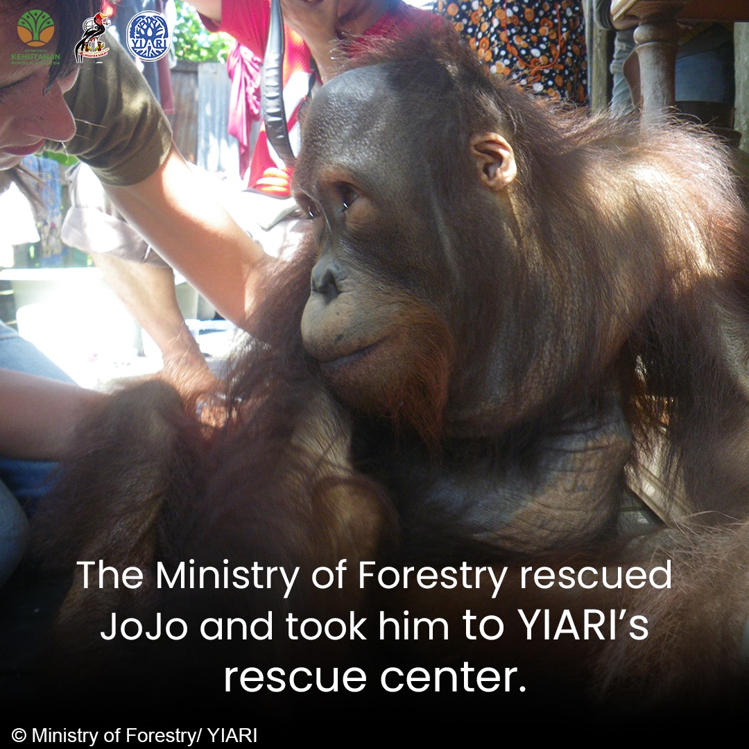 International Animal Rescue... - International Animal Rescue