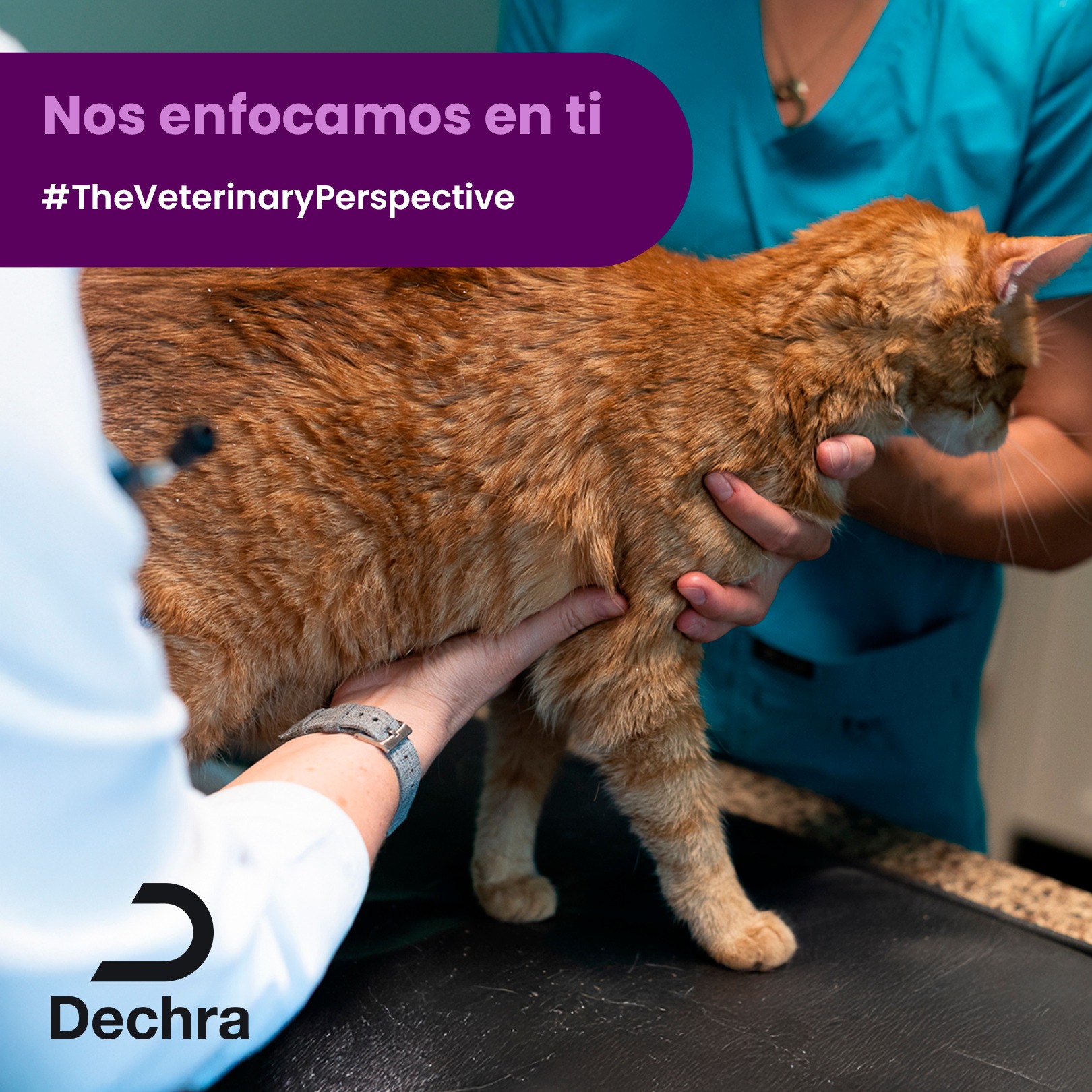 Dechra México - El tratamiento del síndrome de Addison en... | Facebook