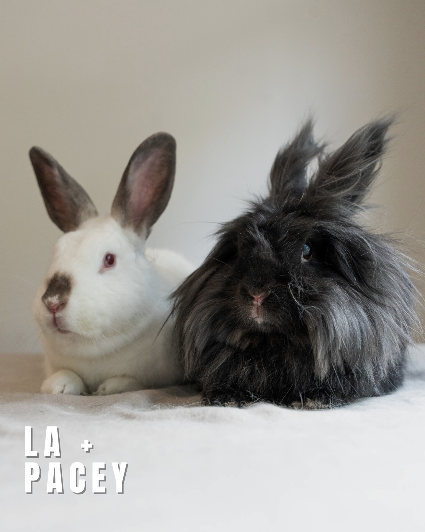 Georgia - Meet La and Pacey! These two are the biggest love bugs with ...