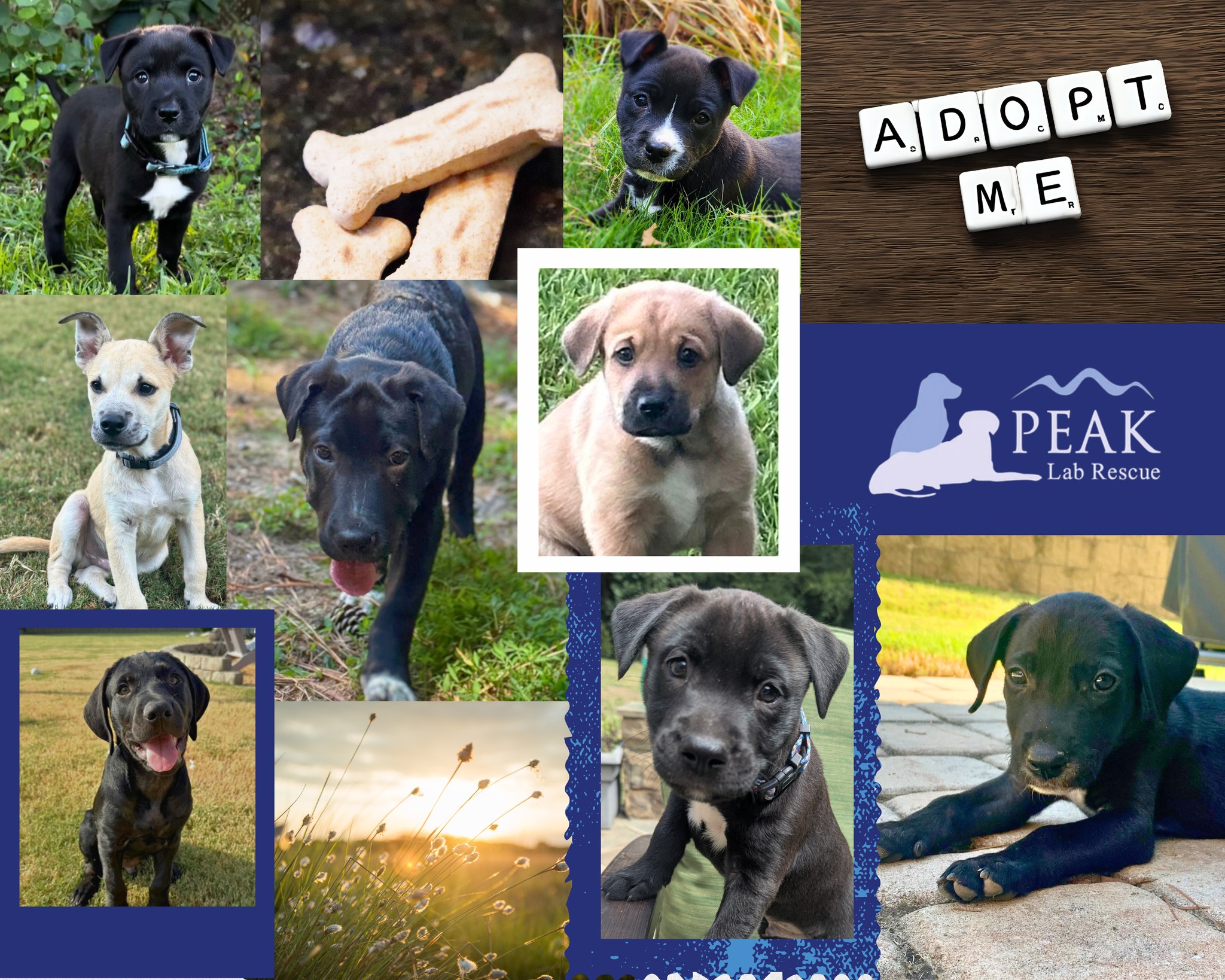 Peak Lab Rescue - 🍂🐾 Do you feel that outside? Its perfect... | Facebook