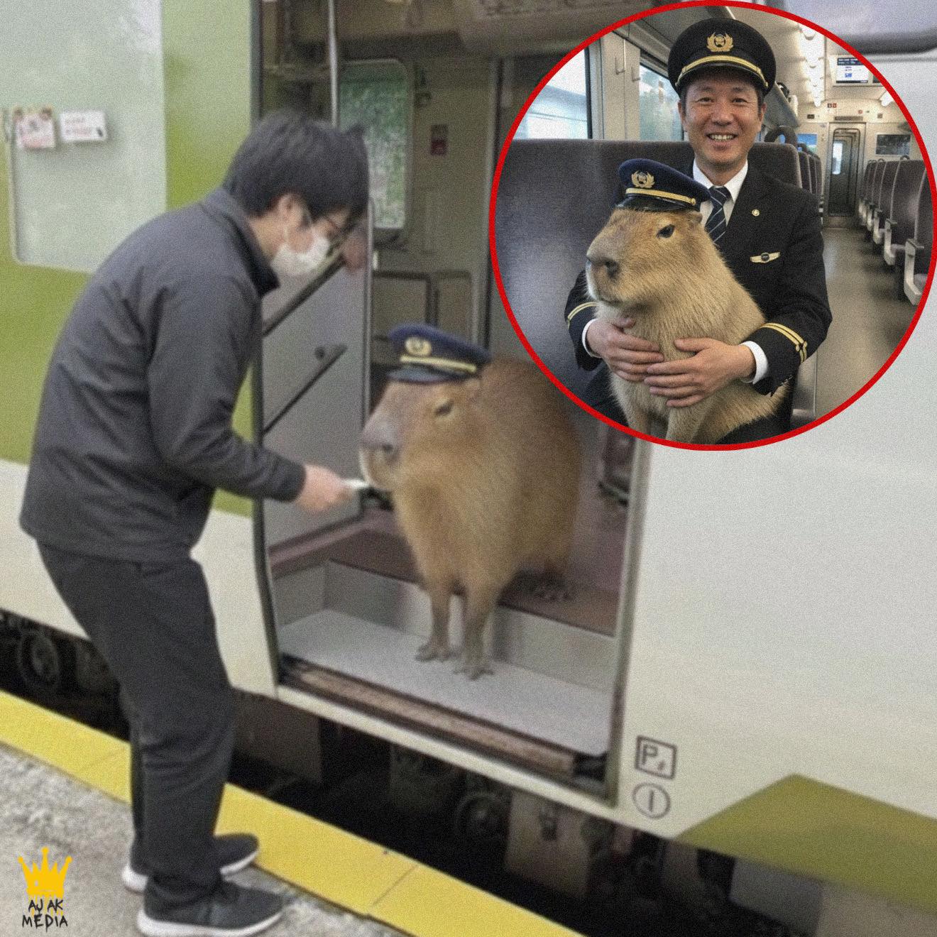 StoryTime - A capybara was found on a Japanese commuter train and it ...