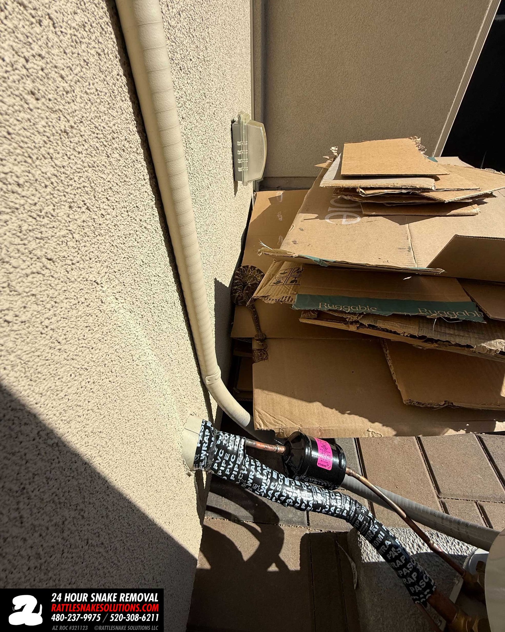A temporary placement of cardboard boxes became a refuge for a