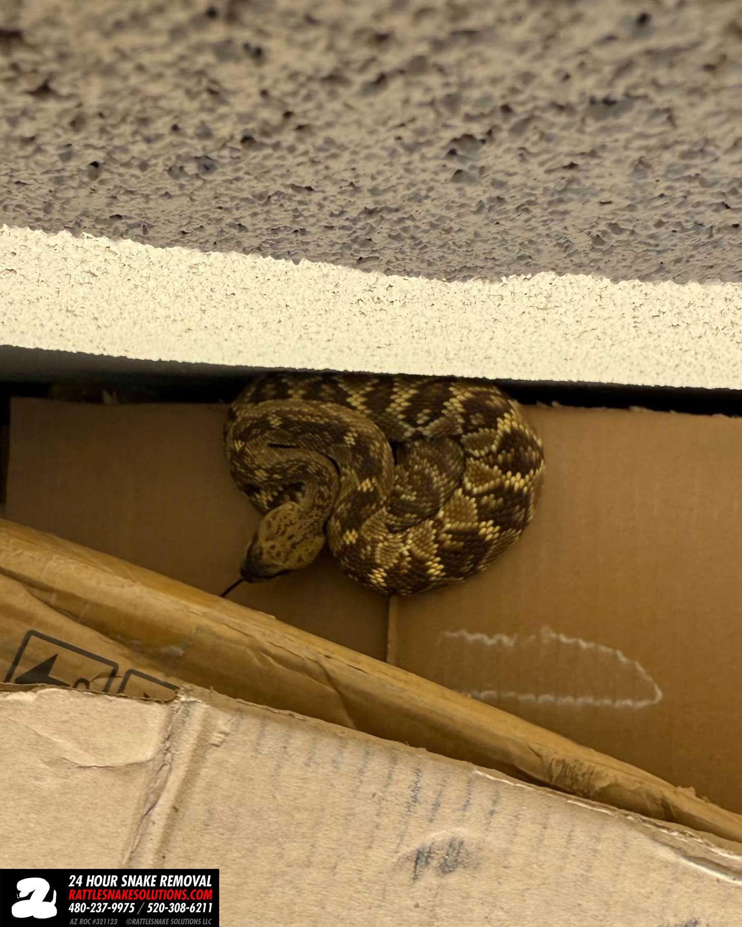 A temporary placement of cardboard boxes became a refuge for a