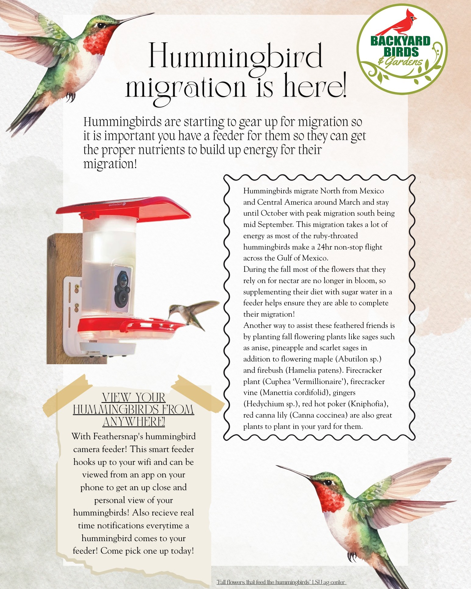 Backyard - 🌸 Hummingbird Migration is Here! 🌸 The hummingbirds are ...