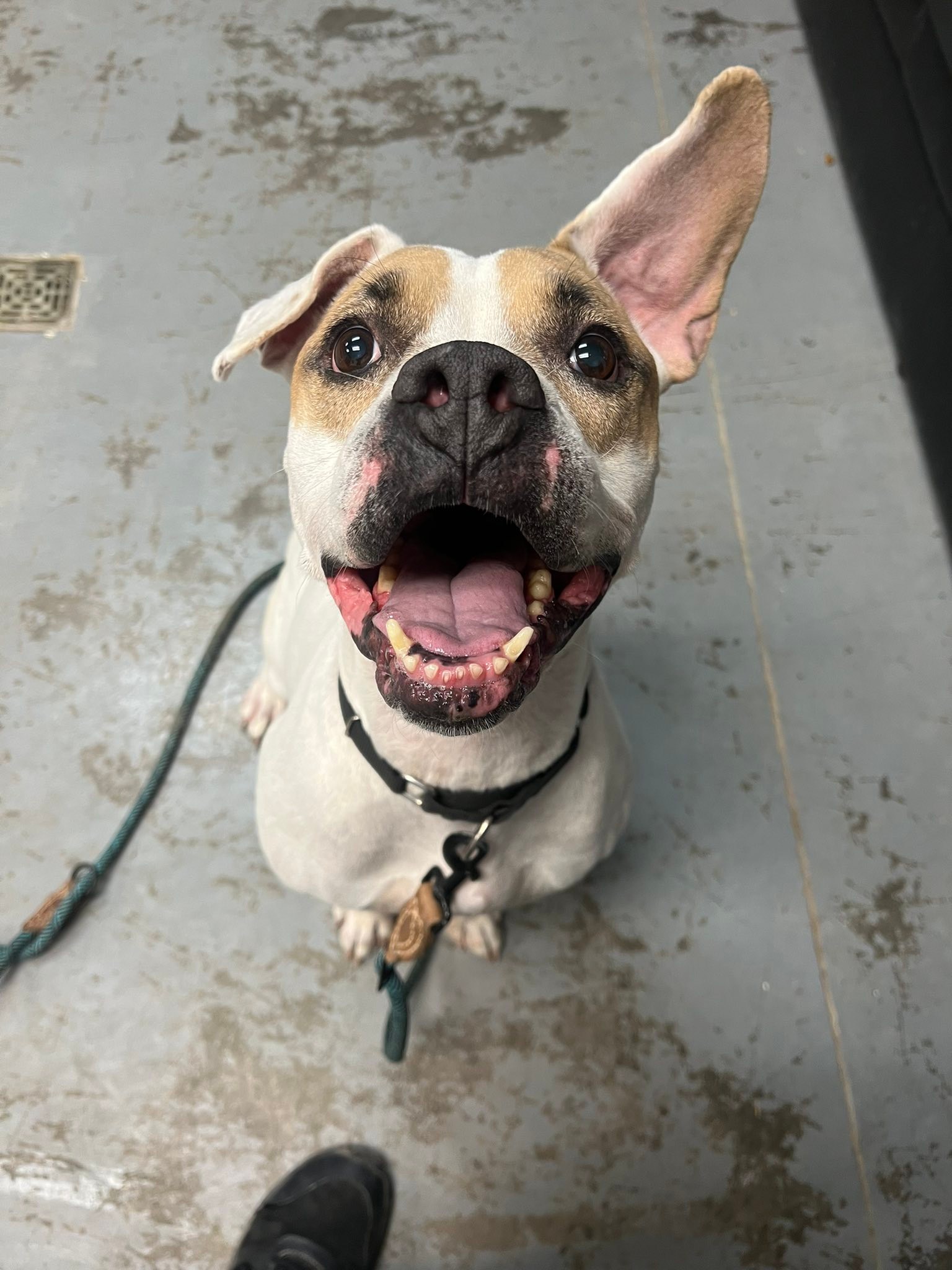 Az@犬飼ってます‎⁦‪U•ω•U Meet Breezy, a 2-year-old female dog for adoption
