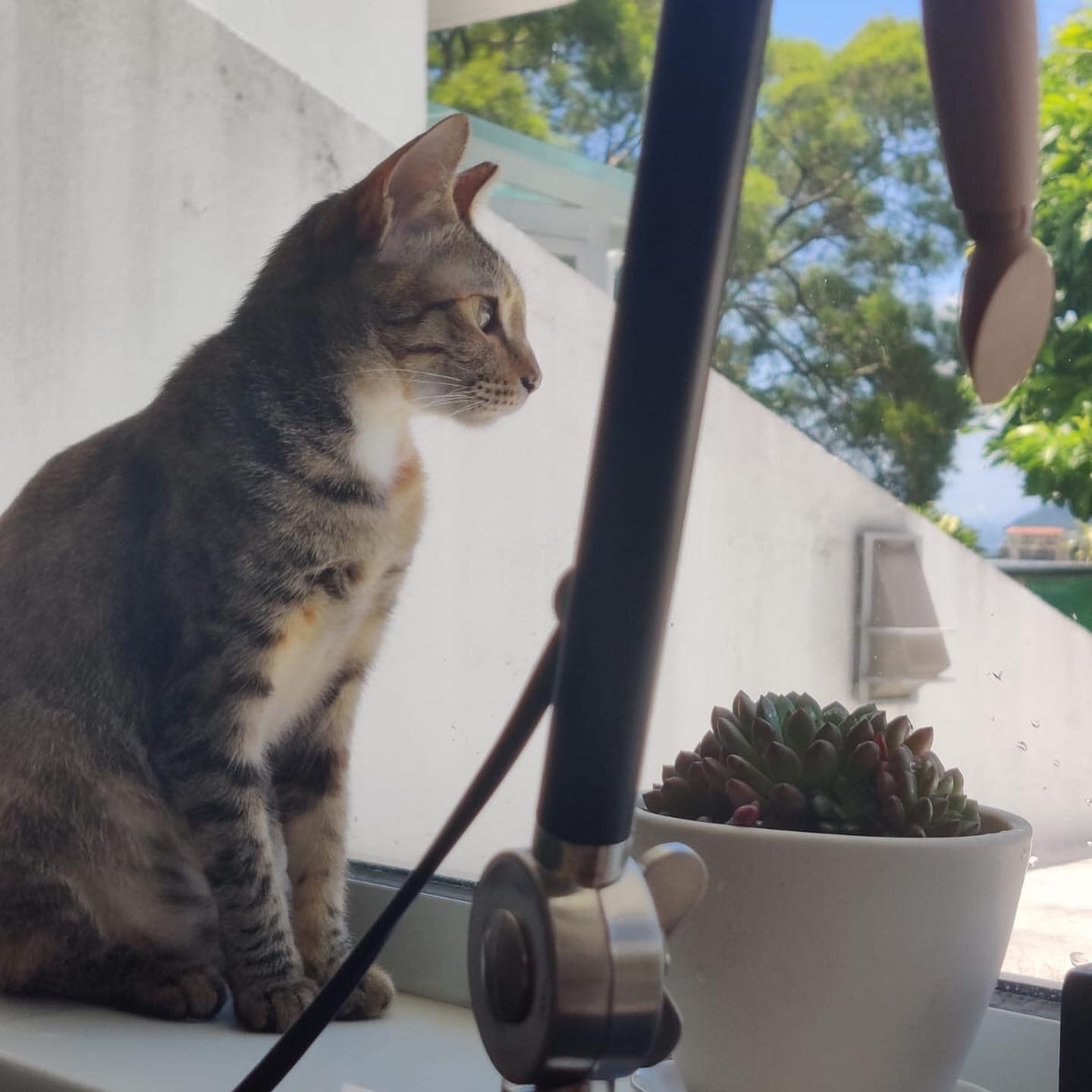 🌼 Tika 🌼 DOB 01 08 2019 SEX  Kirsten s Zoo Charity Facebook 