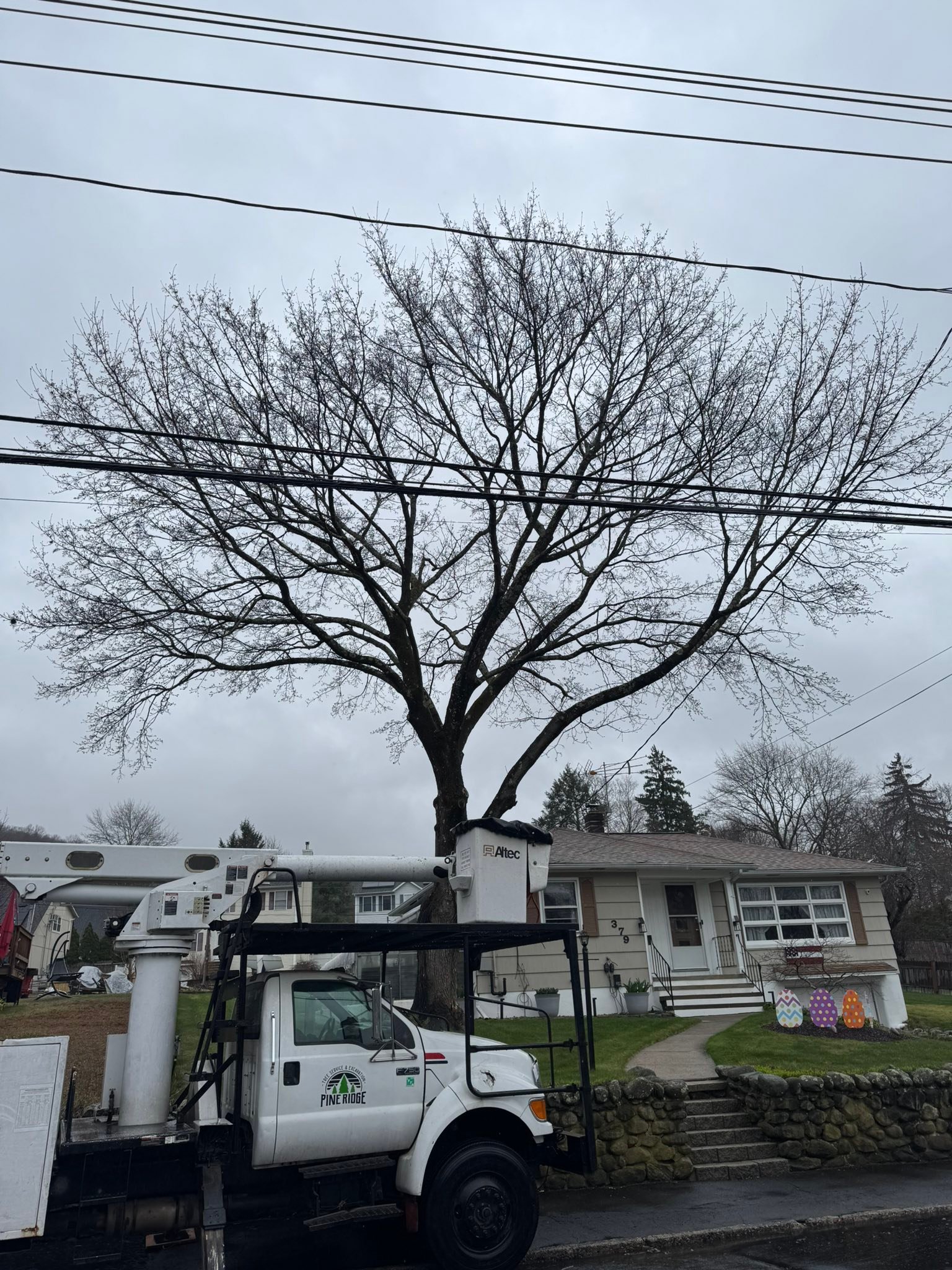 Pine Ridge Tree &... - Pine Ridge Tree & Excavation CT