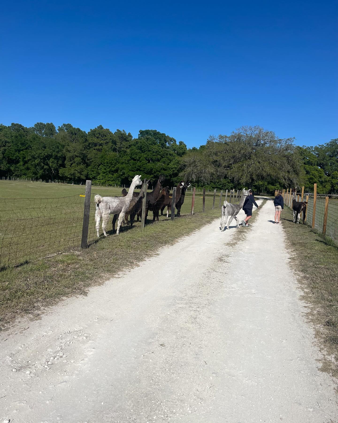 Beautiful Creatures Animal Ranch | Dunnellon FL