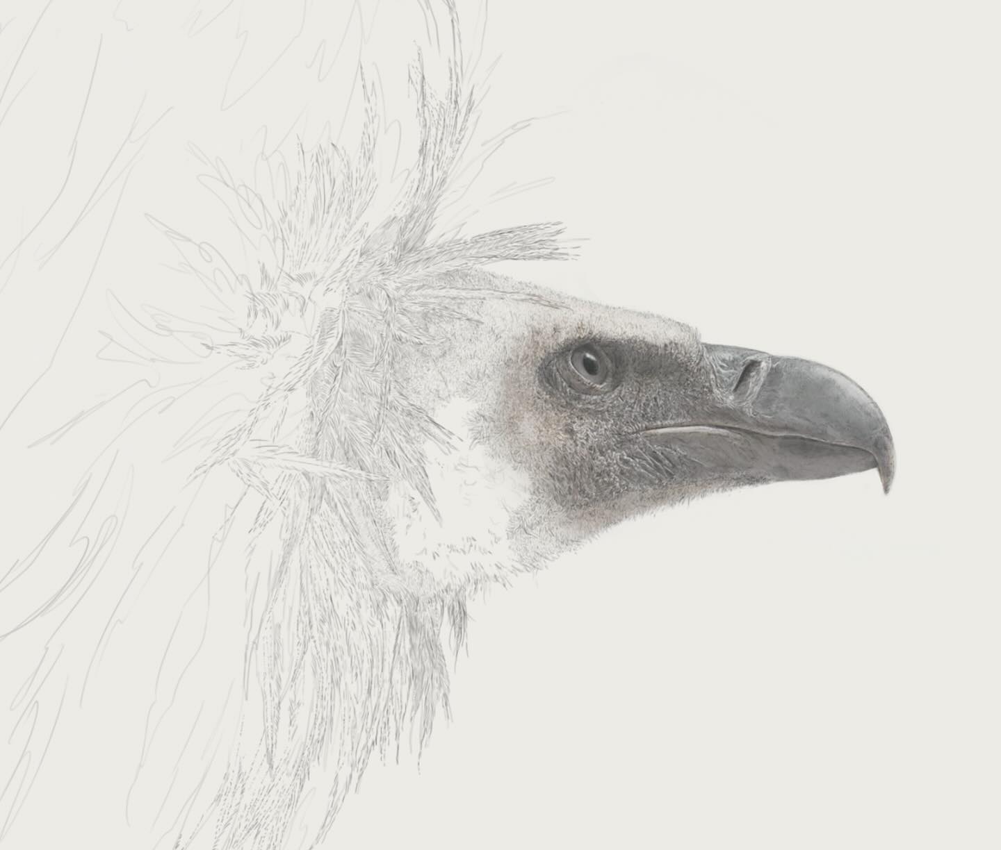 Ben Rothery Illustrator | London