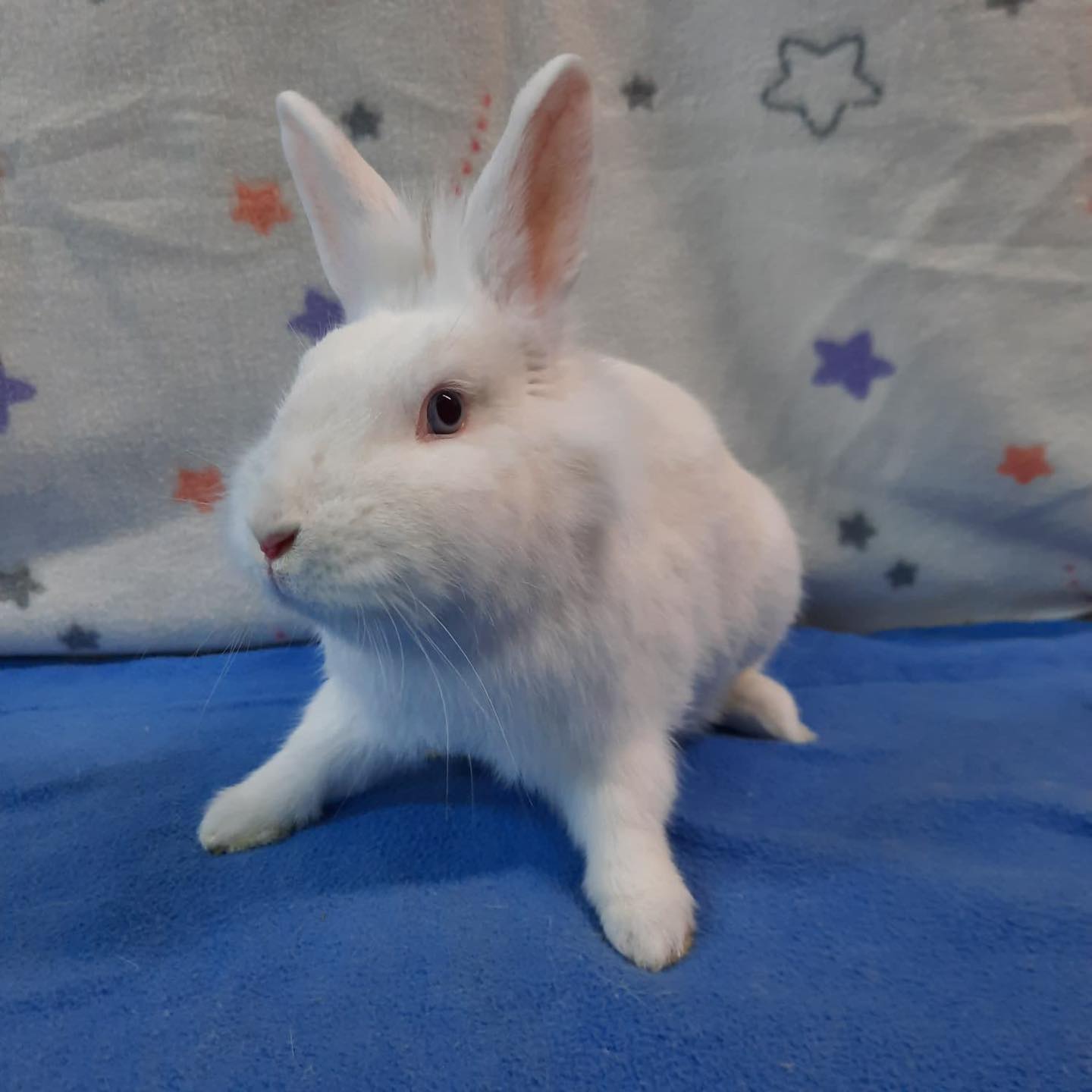 Meet Milkyway! 🌌🤍 This... - Bunny Bunch Rabbit Rescue | Facebook