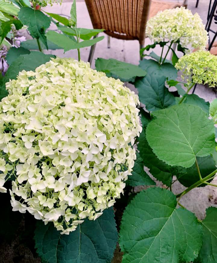 By chance, does anyone know the variety or name of this Japanese