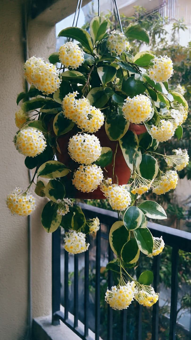 Hoya pachyclada inner variegated bloom