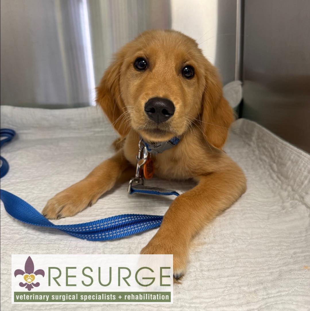 🐶 Meet Deuce 🐶 Deuce presented to us on 12/15 at just 15 weeks old for ...