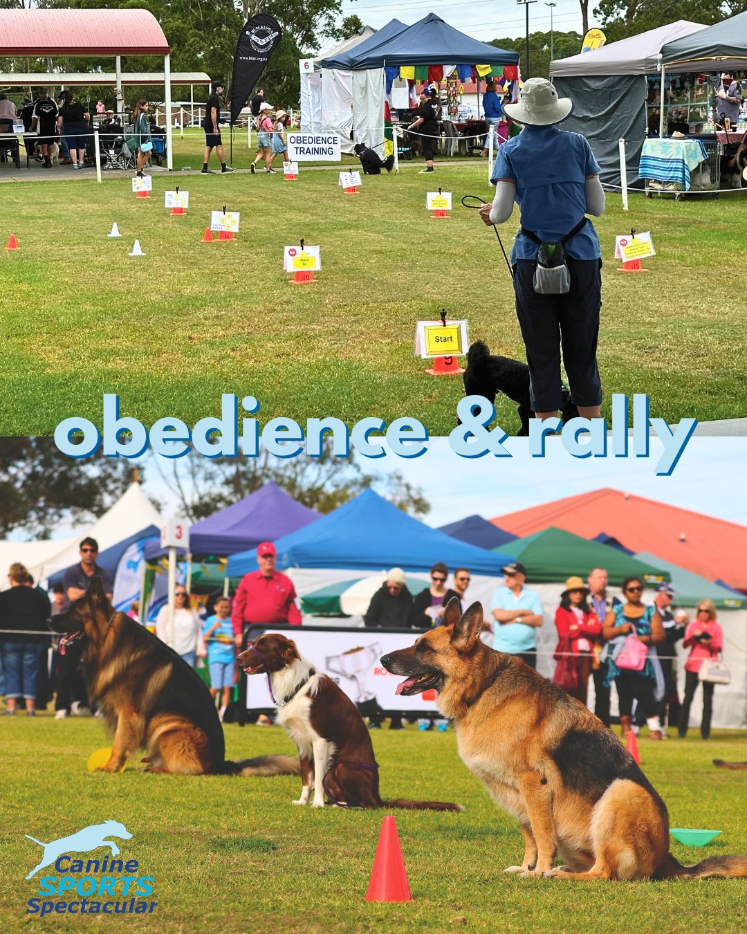 DOGS NSW - 🐾 Obedience & Rally: where teamwork between dog... | Facebook