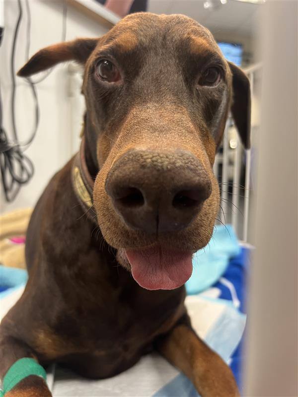MedVet - When he started vomiting, retching, and showing signs of a ...