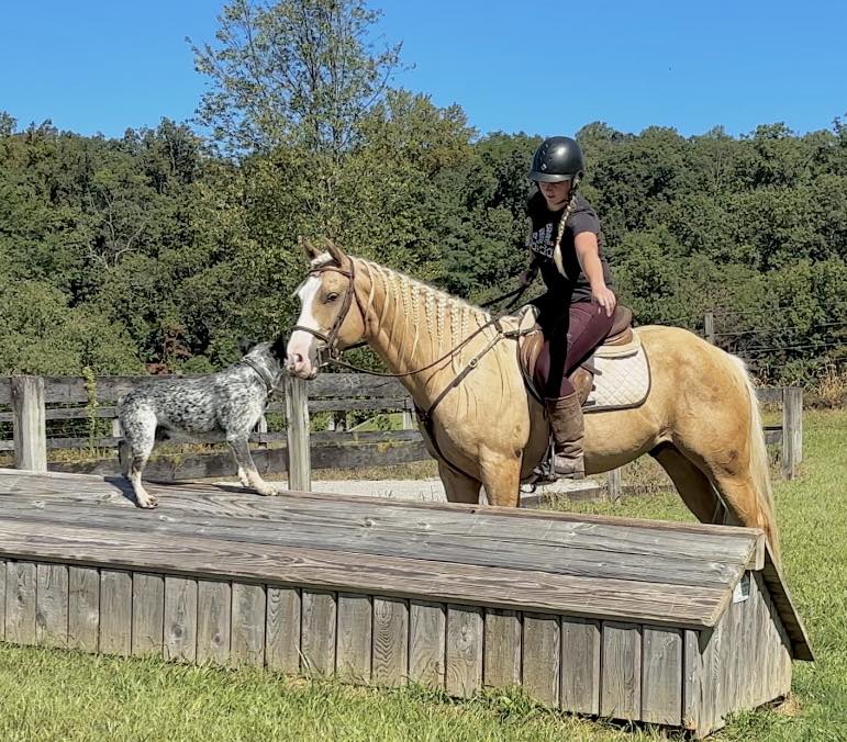 Triple R Horses - Triple R Horses added a new photo.