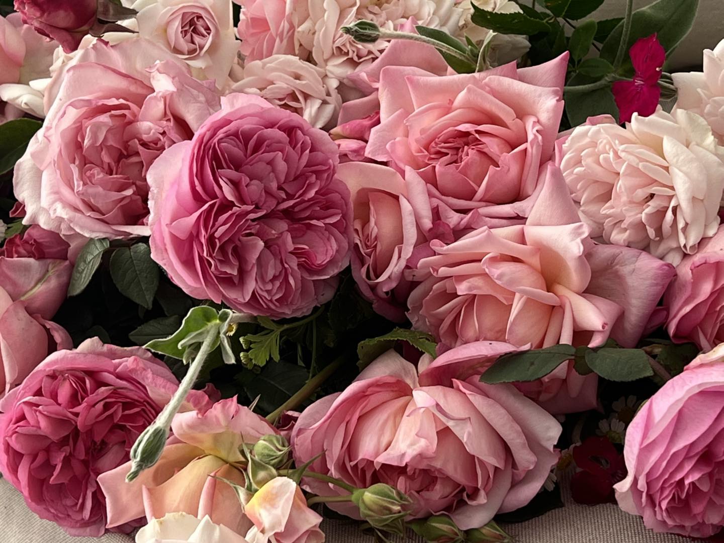 Heritage Roses in... - Heritage Roses in Australia Inc.