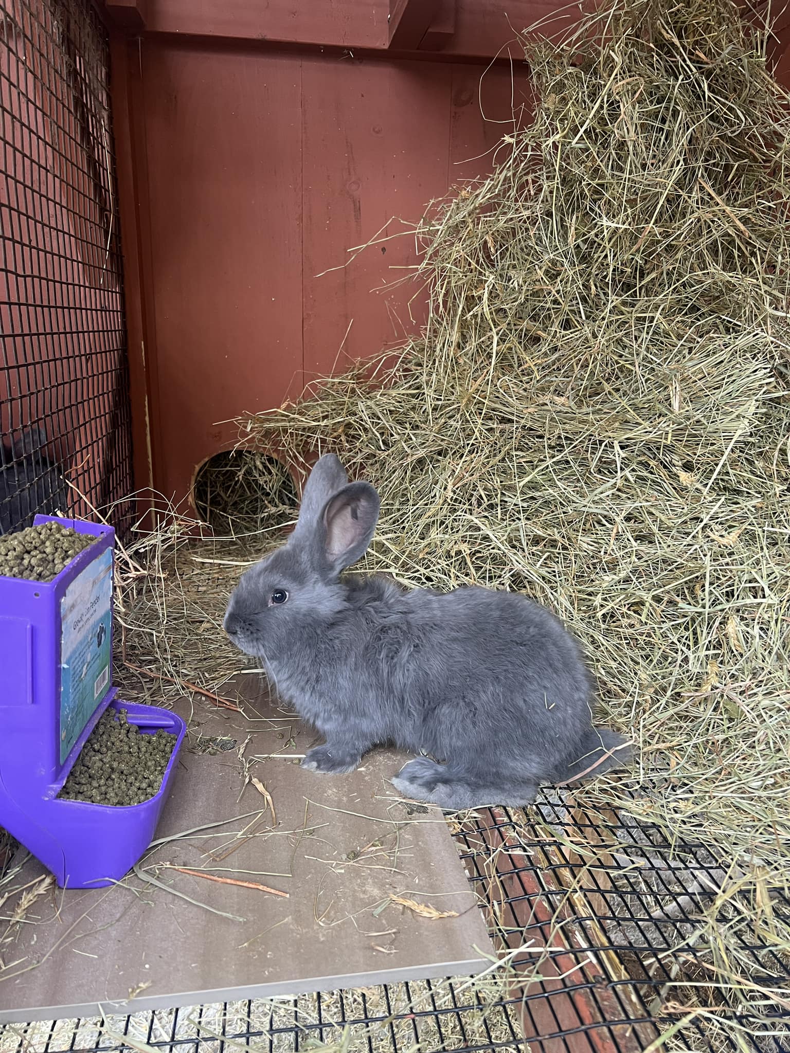 Reading Rabbits | Princeton NJ