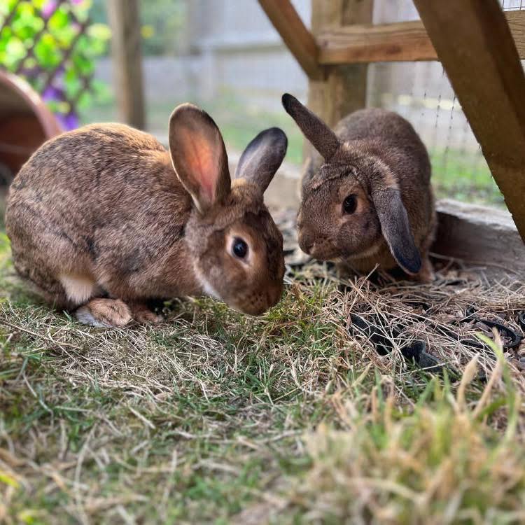 🐰 💖 CALLING ALL RABBIT... - Oxfordshire Animal Sanctuary | Facebook