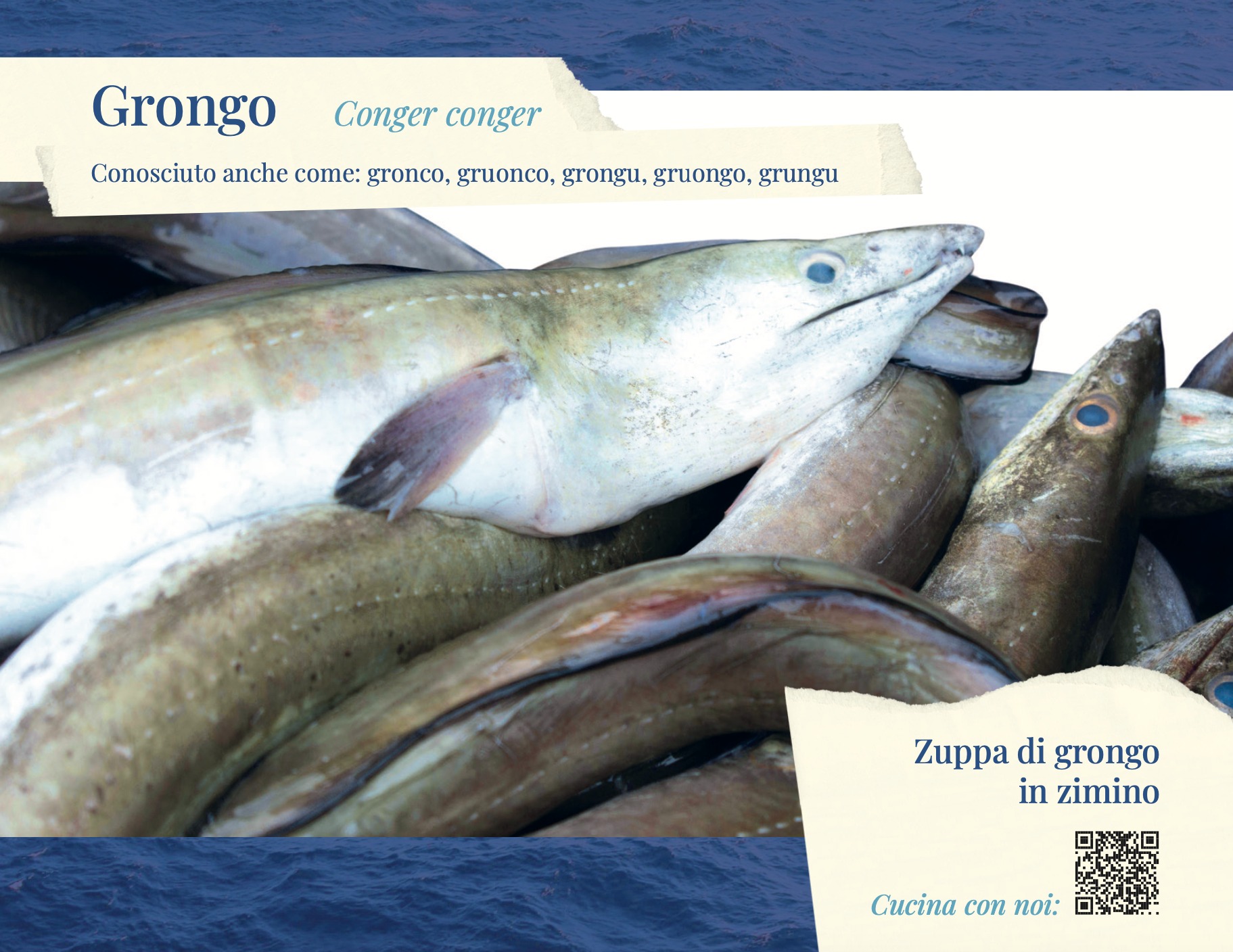 Federpesca - LA SPECIE DEL MESE: GRONGO (Conger conger)... | Facebook