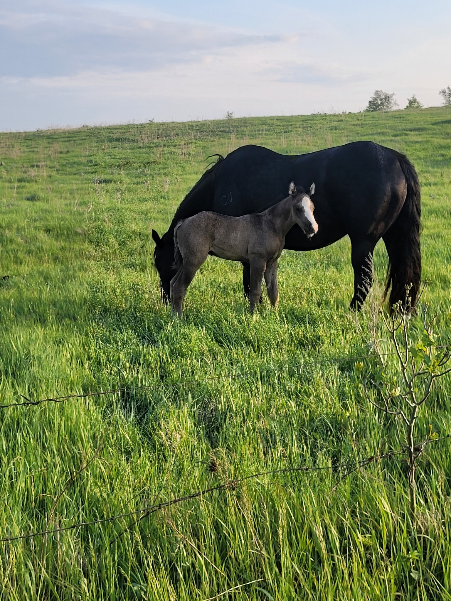 Eszlinger Ranch Black Angus and Quarter Horses