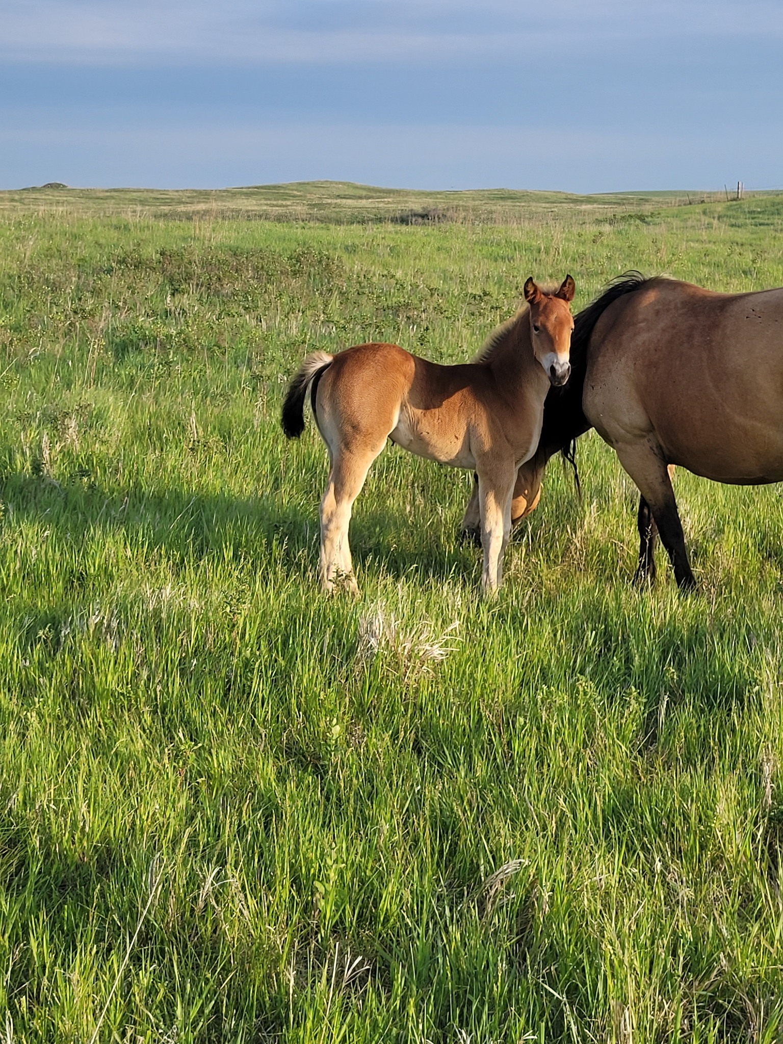 Eszlinger Ranch Black Angus and Quarter Horses