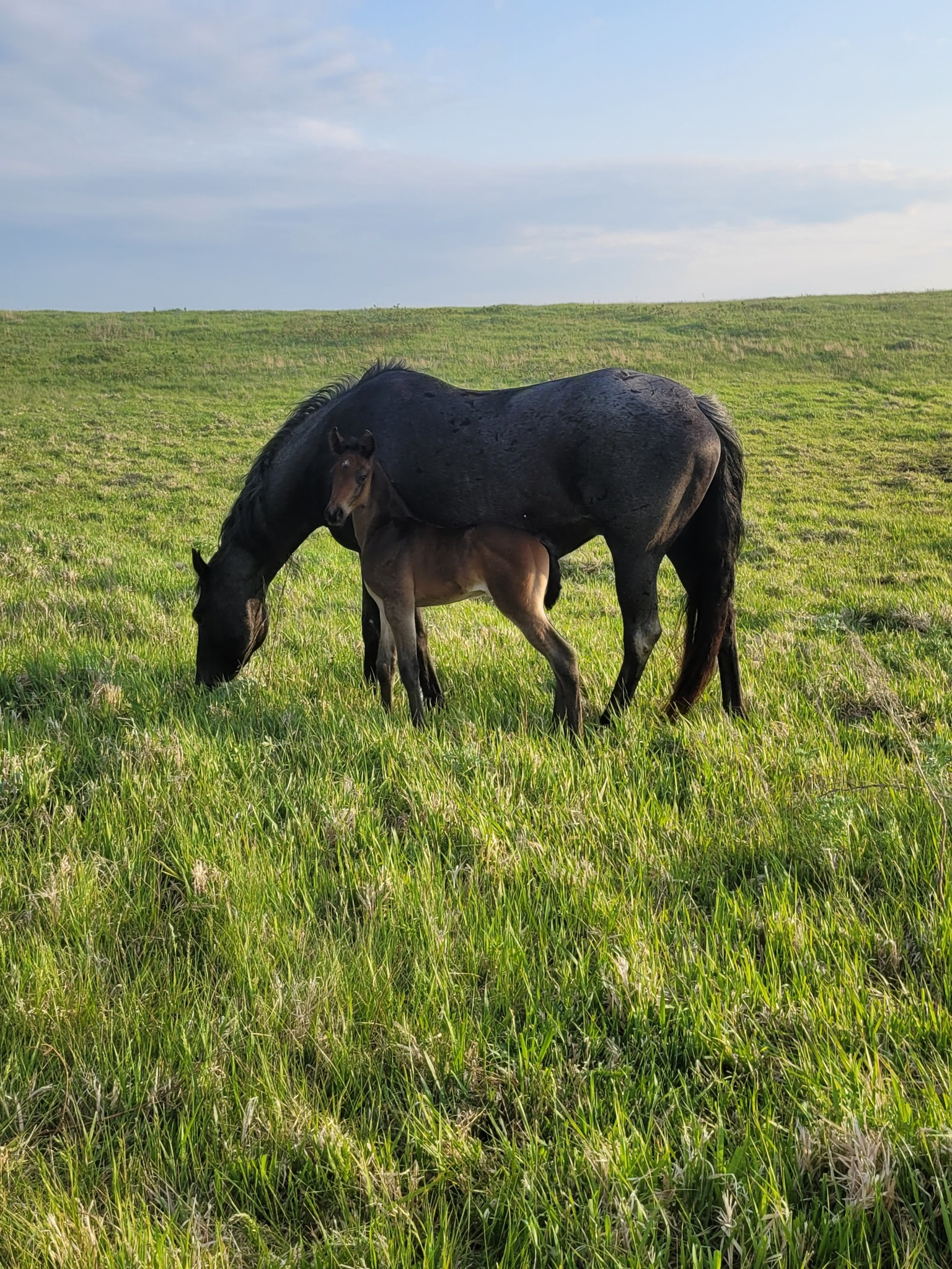 Eszlinger Ranch Black Angus and Quarter Horses