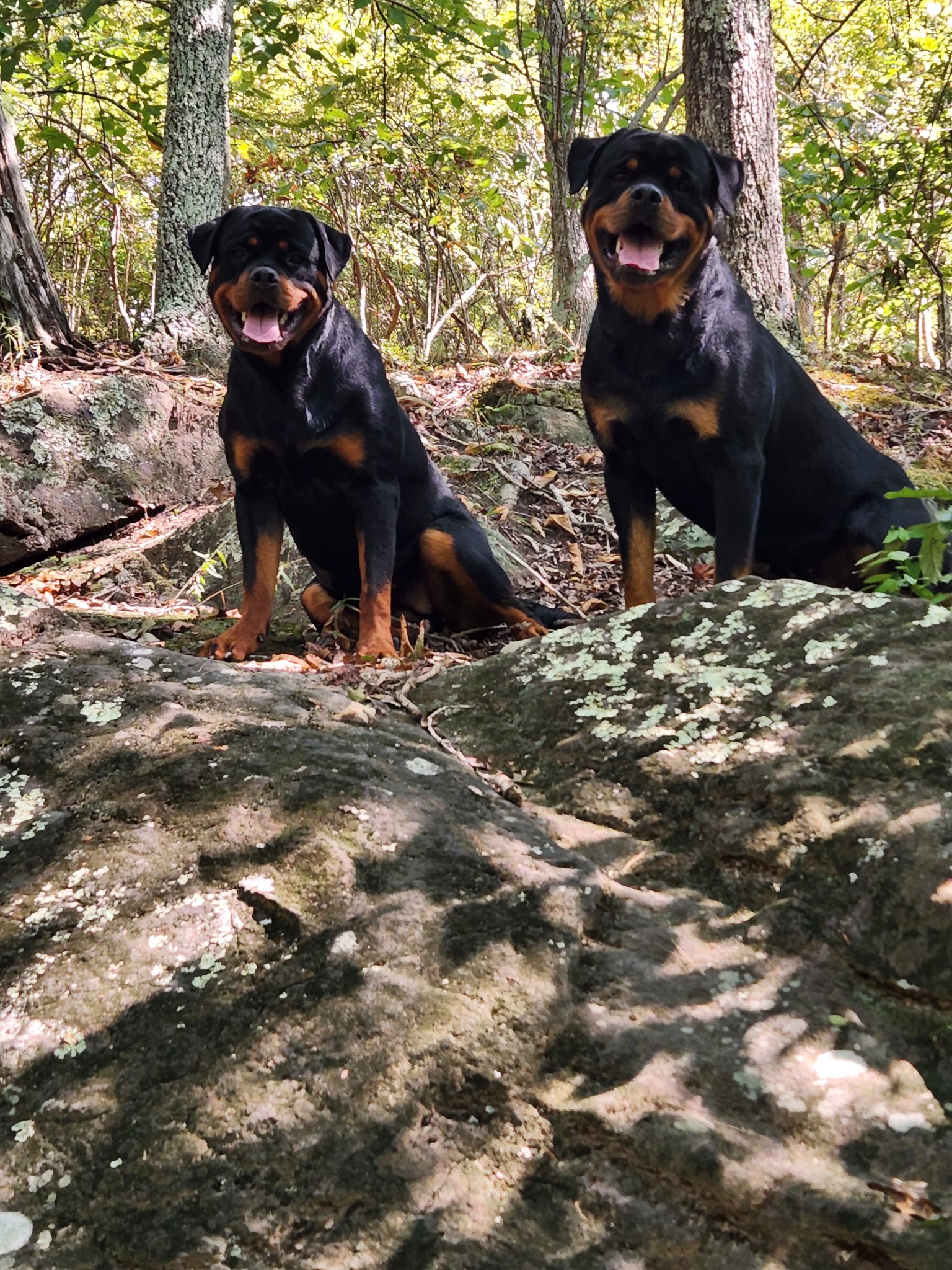 Mount Olympus Rottweilers All-breed Handling - Today at the St. Croix ...