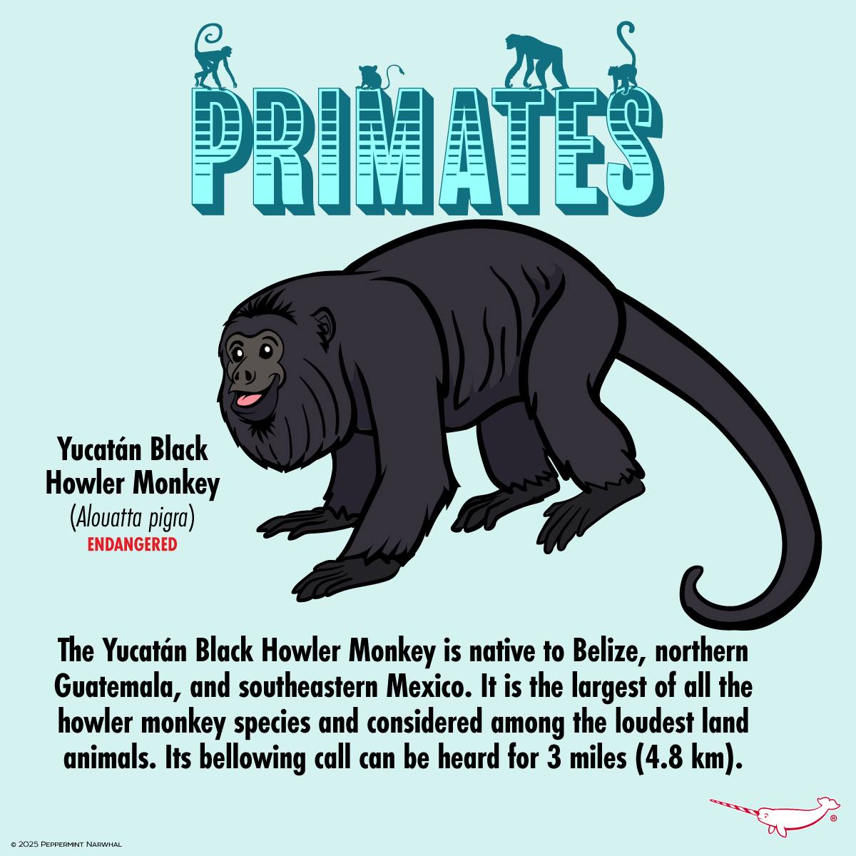 Peppermint - Primates -Yucatán Black Howler Monkey (Alouatta pigra ...